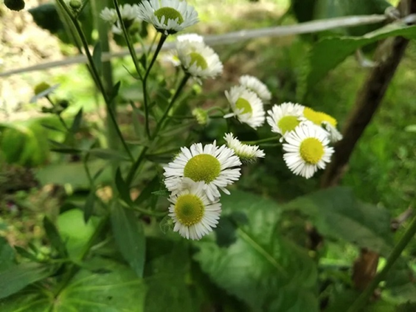 Пример фото с телефона Xiaomi Redmi 7A Пример фотографии со смартфона Сяоми Редми 7А